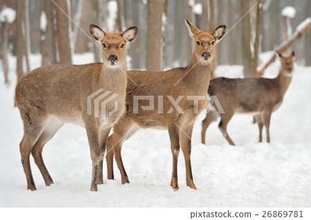 Deer Deer 26869781
