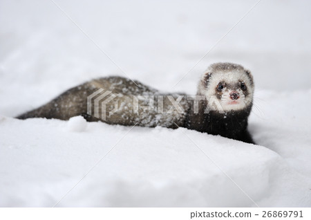 Polecat 26869791