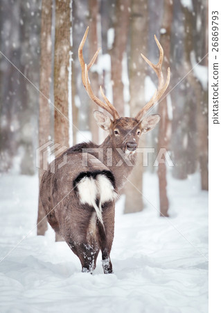 Deer 26869793