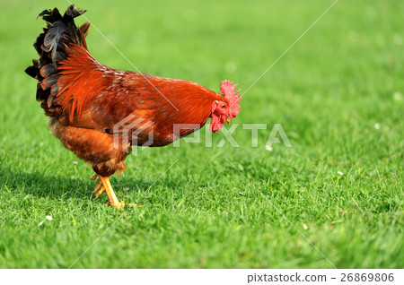 Rooster Rooster 26869806