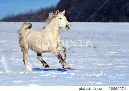 White horse running in winter in meadow 26869974