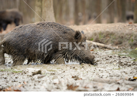 Wild boar 26869984