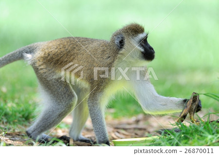 Vervet monkey Vervet monkey 26870011