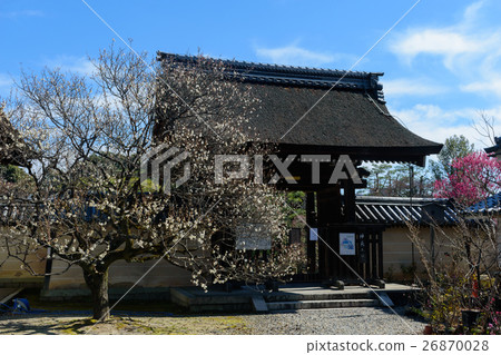 Umiya Shrine的梅花 Umiya Shrine的梅花 26870028