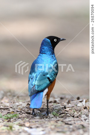 Superb Starling 26870094