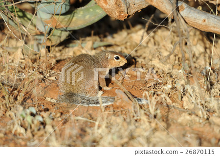 Dwarf mongoose Dwarf mongoose 26870115