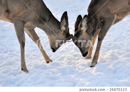 Young deer Young deer 26870123