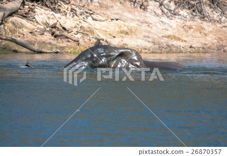 Elephant  guading river 26870357