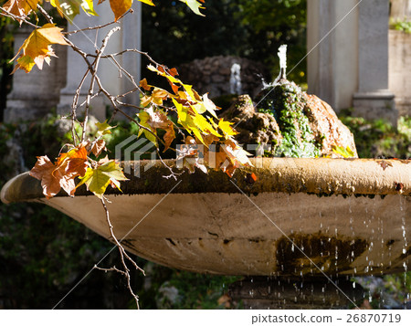 twig with yellow and orande leaves of sycamore 26870719