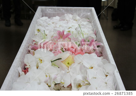 Phalaenopsis full of coffins 26871385