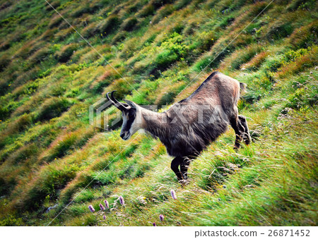 chamois on a sloping hillside chamois on a sloping hillside 26871452