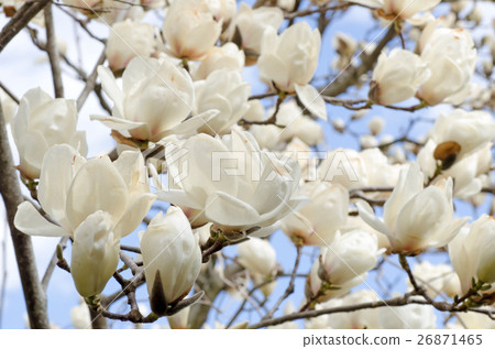 Shiraki lotus (Haku Mokren) 26871465