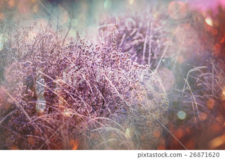 Frozen grass 26871620