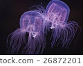 Jellyfish 2 26872201