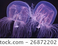 Jellyfish 3 26872202
