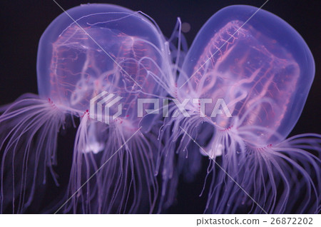 Jellyfish 3 26872202
