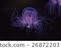 Jellyfish 4 26872203