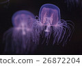 Jellyfish 5 26872204