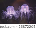 Jellyfish 7 26872205