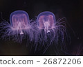 Jellyfish 6 26872206