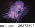 Jellyfish 7 26872207
