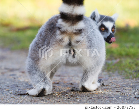 Ring-tailed lemur (Lemur catta), selective focus 26872755
