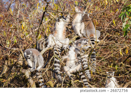Ring-tailed lemur (Lemur catta), group in a tree 26872756