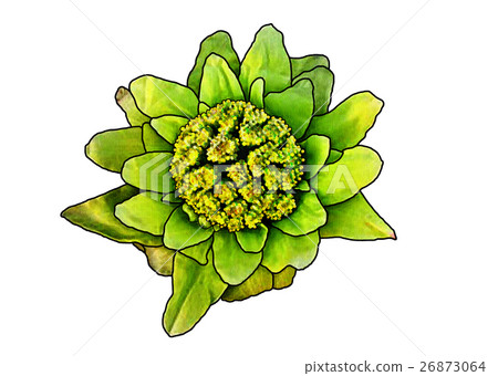 Flower blossoms 26873064