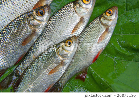 Pile of common rudd fish on natural background. Pile of common rudd fish on natural background. 26873150