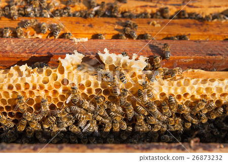 Close up view of the bees swarming on a honeycomb. 26873232