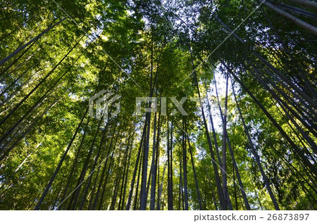 Bamboo grove Bamboo grove 26873897