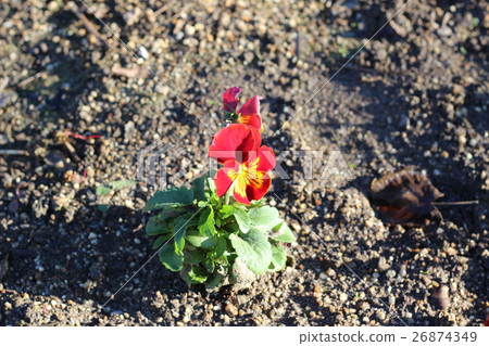 Pansy flowers 26874349