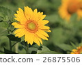 向日葵 26875506