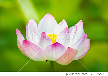 Closeup lotus flower Closeup lotus flower 26875596