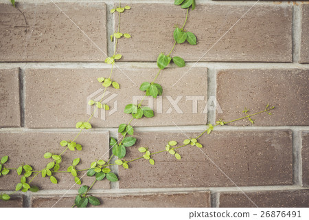Abstract plant wall background, vintage color 26876491