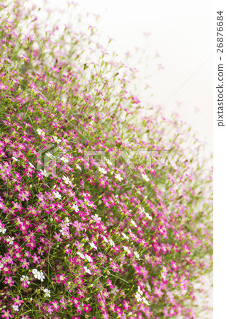 Gypsophila flower Gypsophila flower 26876684