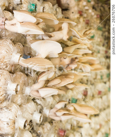 Mushrooms in farm Mushrooms in farm 26876706