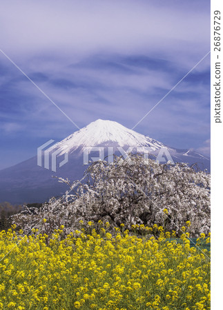 Fuji Sakura和Nanohana日本原創風景新年卡片素材 26876729