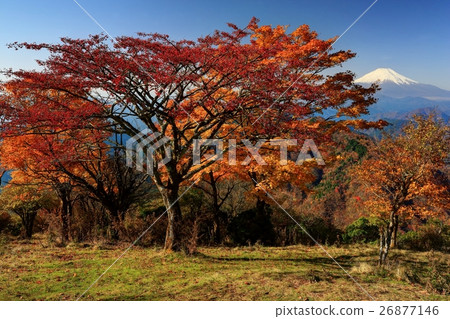 View of autumnal leaves and Mt. Fuji at Tanzawa · Nabeyama mountain peak 26877146