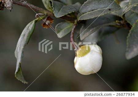 茶花的芽 26877934