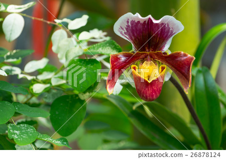 Paphiopedilum orchid growing in botanical garden 26878124