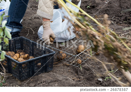 The tubers of potatoes lying in the ground 26878387