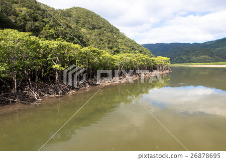 西表島納拉河紅樹林 西表島納拉河紅樹林 26878695
