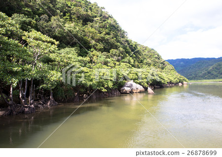 西表島納拉河紅樹林 26878699
