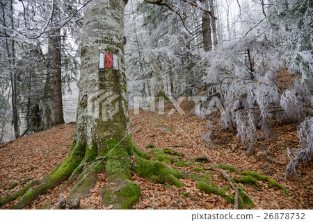 red marker in winter forest 26878732