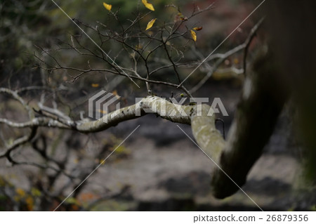 Freely, the branches. Freely, the branches. 26879356