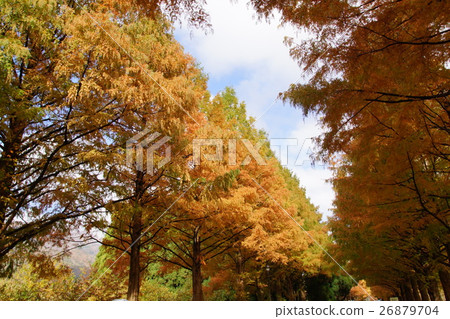 Shiga Prefecture Metasequoia Traffic Route 2016. Fall Shiga Prefecture Metasequoia Traffic Route 2016. Fall 26879704