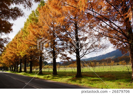 Shiga Prefecture Metasequoia Traffic Route 2016. Fall Shiga Prefecture Metasequoia Traffic Route 2016. Fall 26879706