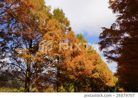 Shiga Prefecture Metasequoia Traffic Route 2016. Fall Shiga Prefecture Metasequoia Traffic Route 2016. Fall 26879707