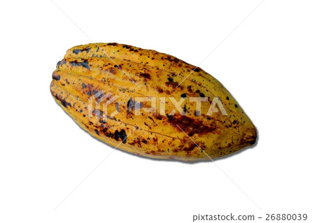 Cocoa bean over white background. Balinese cocoa. 26880039